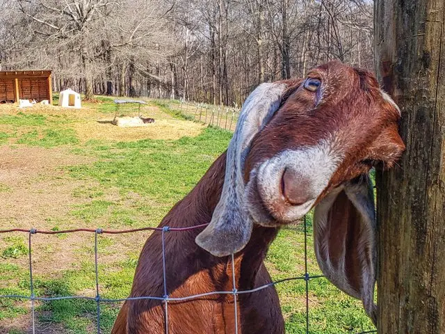 Split Creek Farm