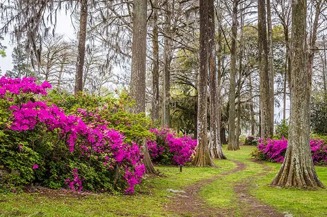 Edisto Memorial Gardens