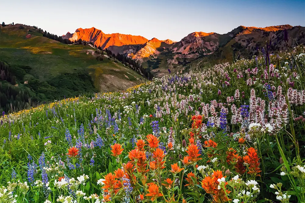 Wildflower Pilgrimage