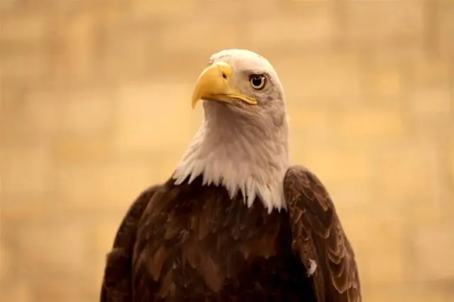 Bald Eagle Festival