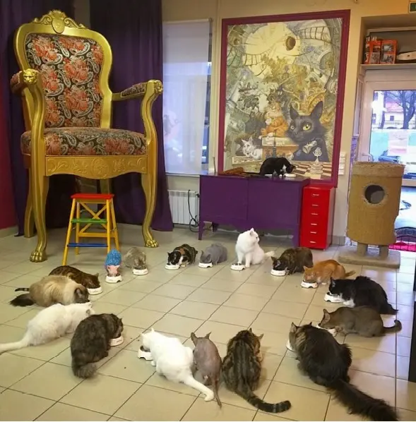 Le Cat Cafe