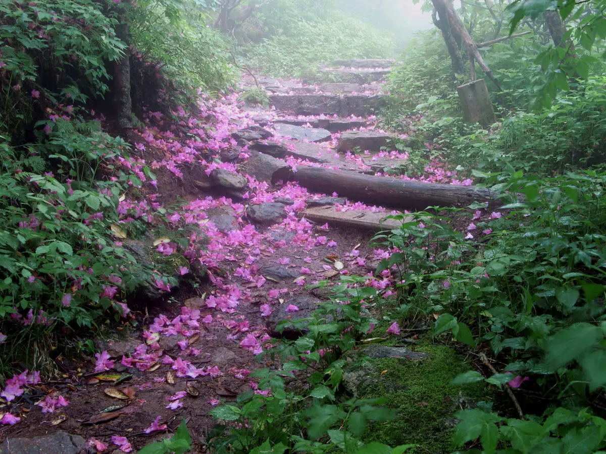 Craggy Gardens