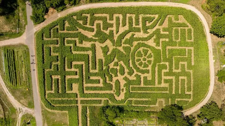 Mize Farm Corn Maze