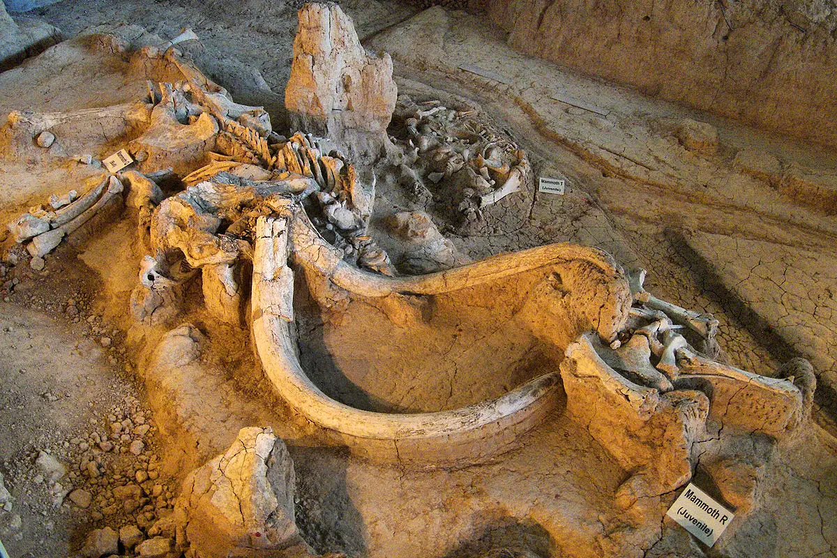 Waco Mammoth National Monument