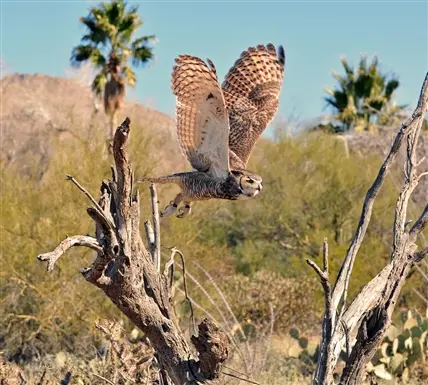 Arizona-Sonora Desert Museum