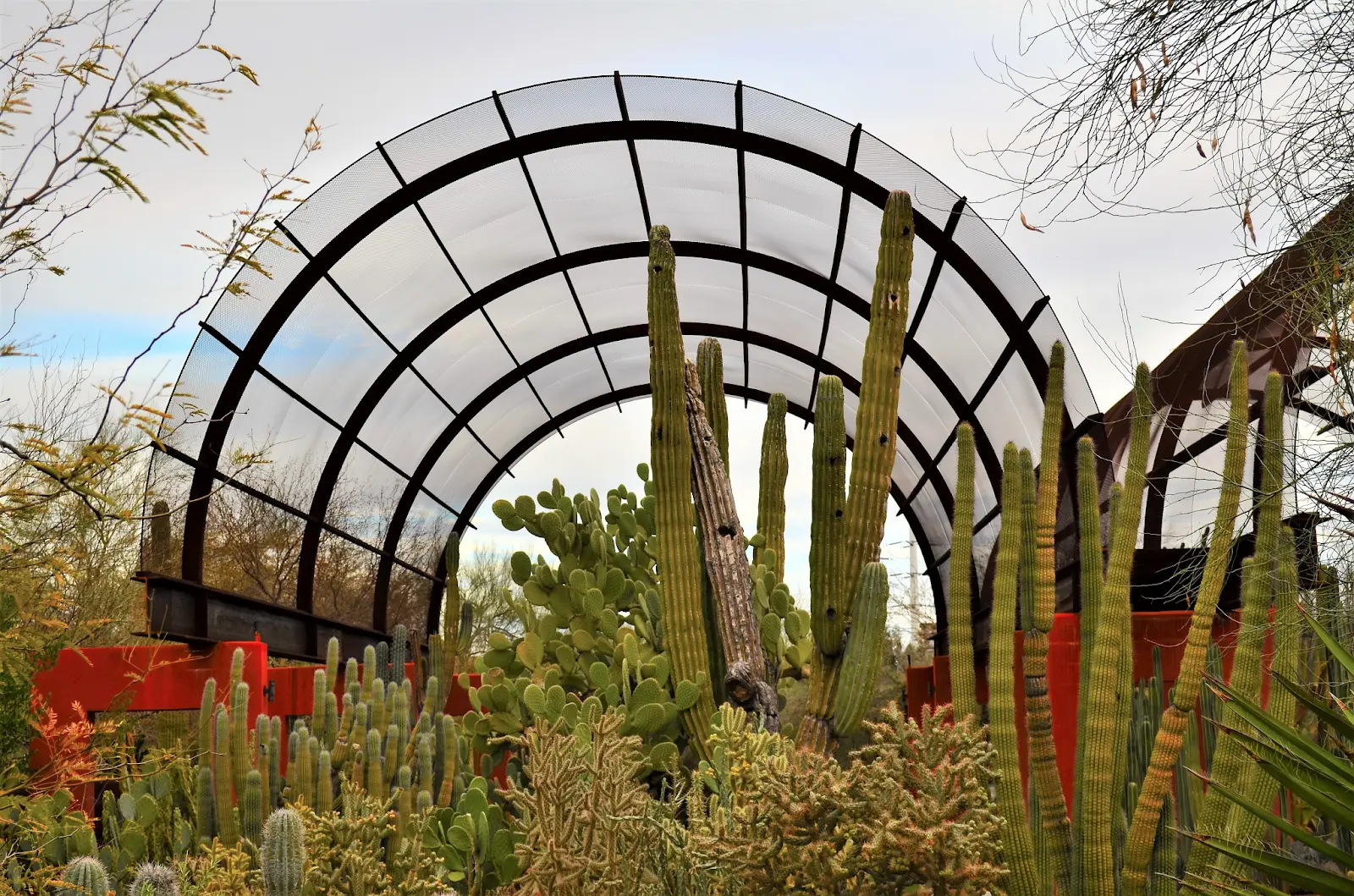 Desert Botanical Garden