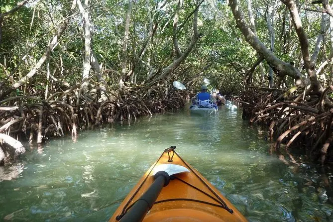 Mangrove Tunnel Kayak Tour