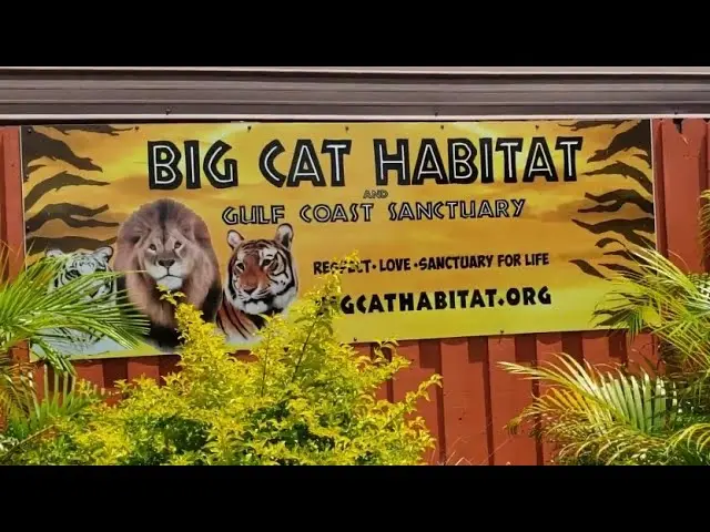 Big Cat Habitat