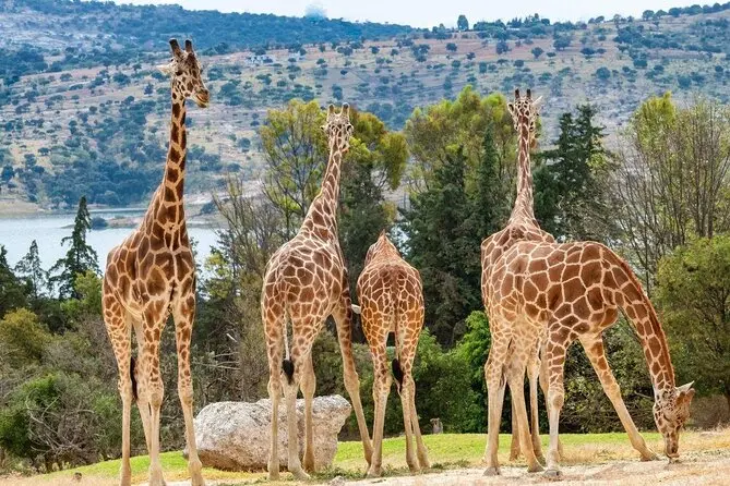 Africam Safari Zoo