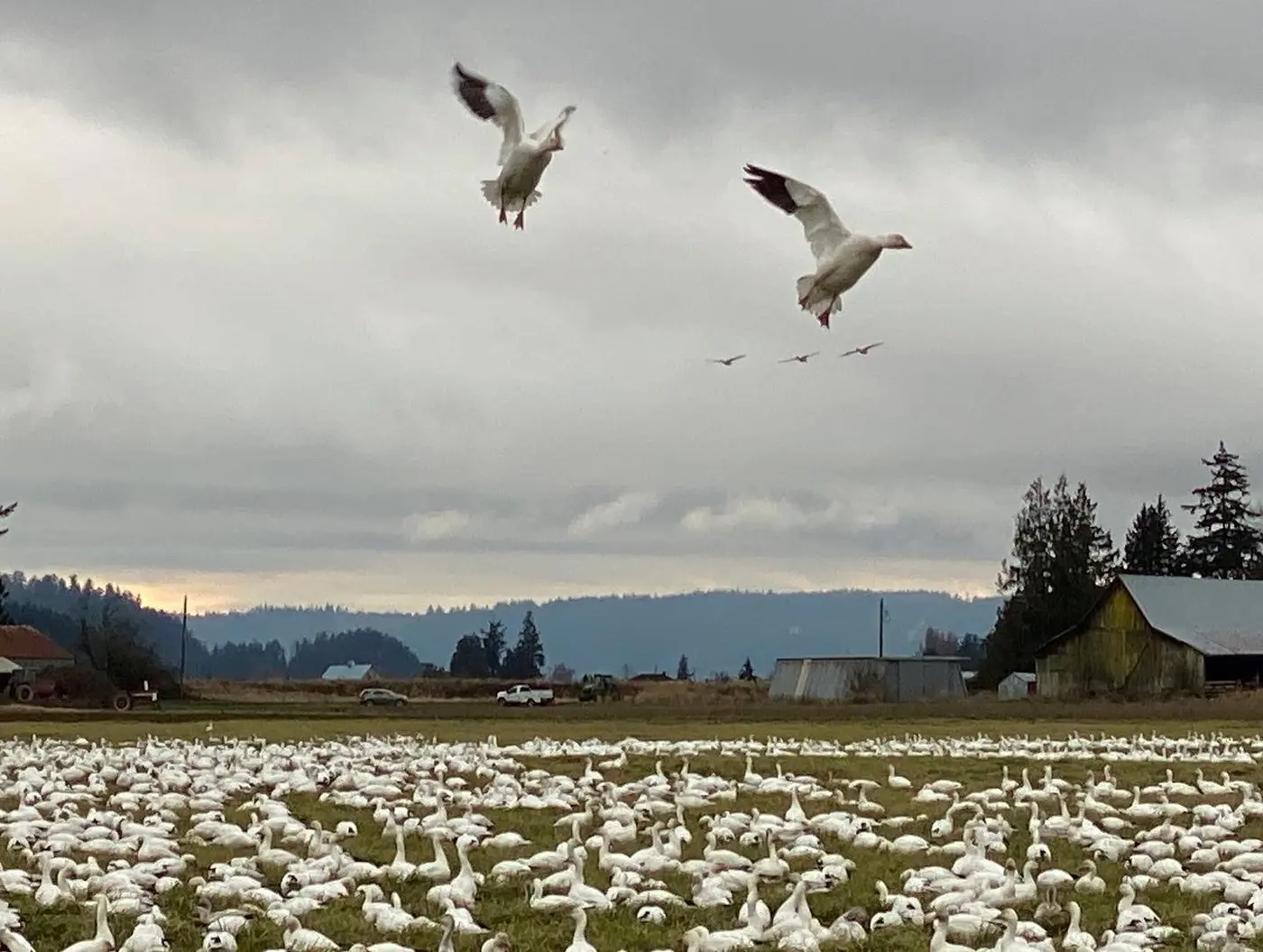 Skagit Wildlife Area