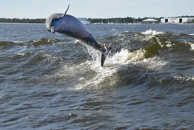 Dolphin cruises in Gulf Shores