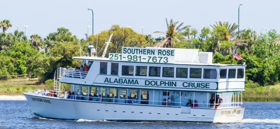 Dolphin cruises