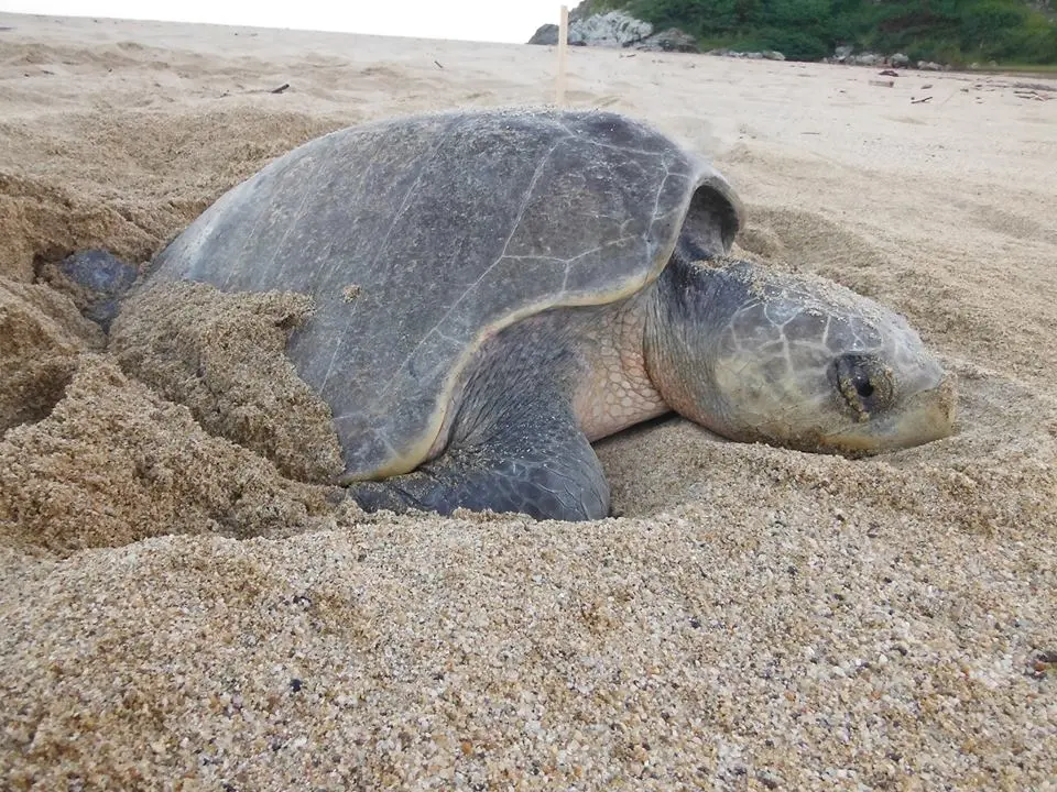 Sea Turtle Conservation Programs