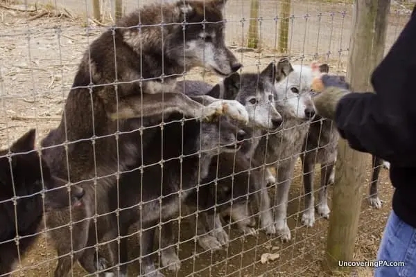 Wolf Sanctuary of PA
