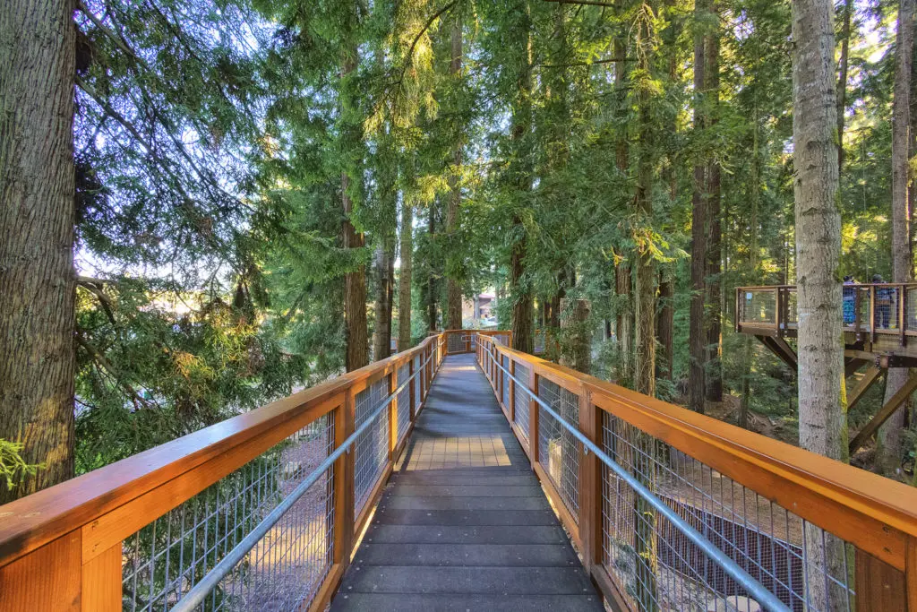 Redwood Sky Walk