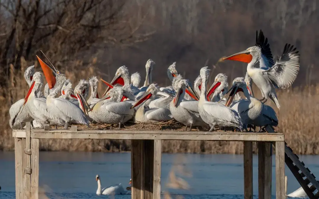 The breeding season for Dalmatian pelicans in Bulgaria has started with a  record number of nesting pairs 