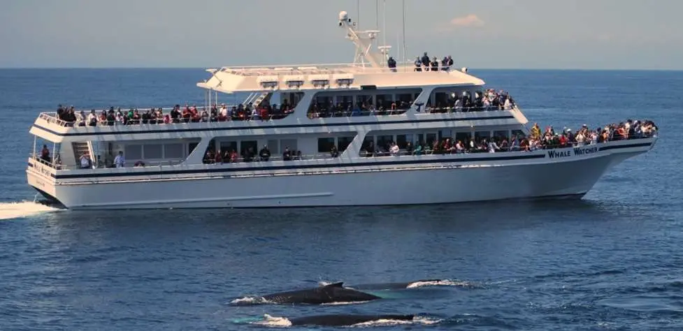 Hyannis whale watching tours