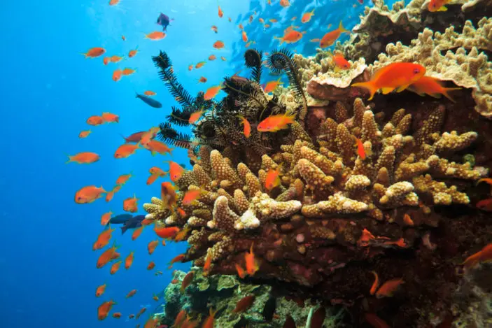 Why the Great Barrier Reef Needs to be Protected 