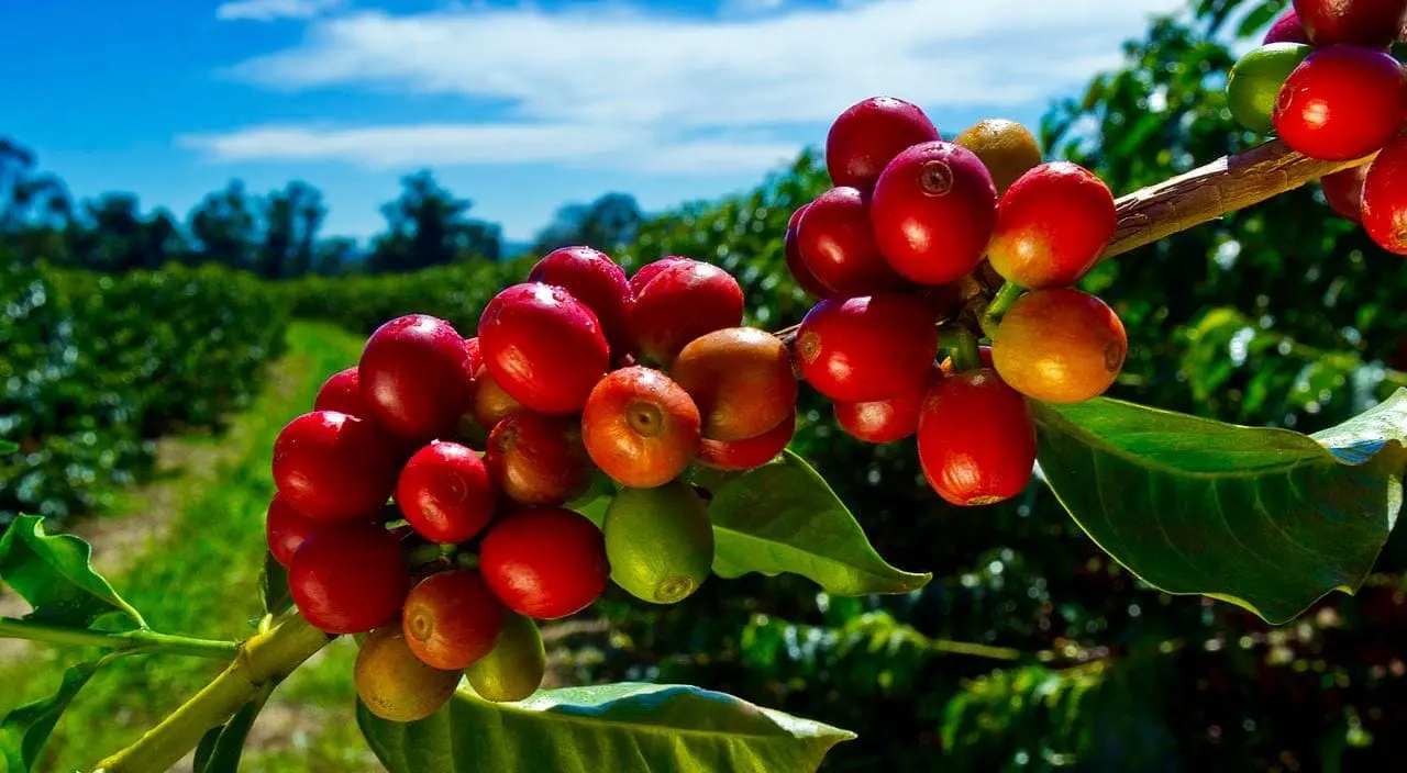 BIG LIST of Kona Coffee Tours on the Big Island (2024)