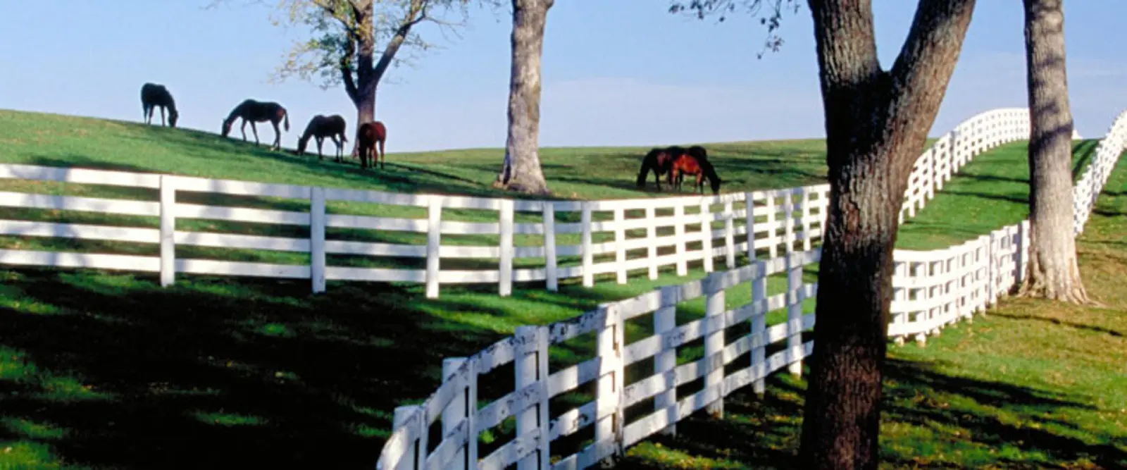 Horse Country in Lexington