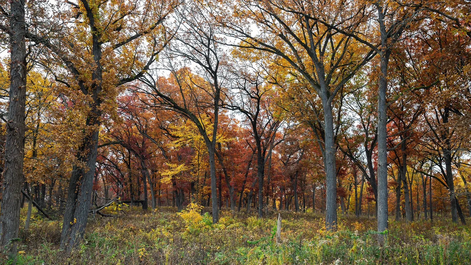 Springbrook Prairie