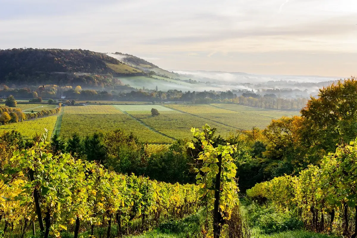 DENBIES WINE ESTATE LTD (2024) All You Need to Know BEFORE You Go (with  Photos)