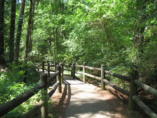 Petrified Forest – The Town of Flora, Mississippi