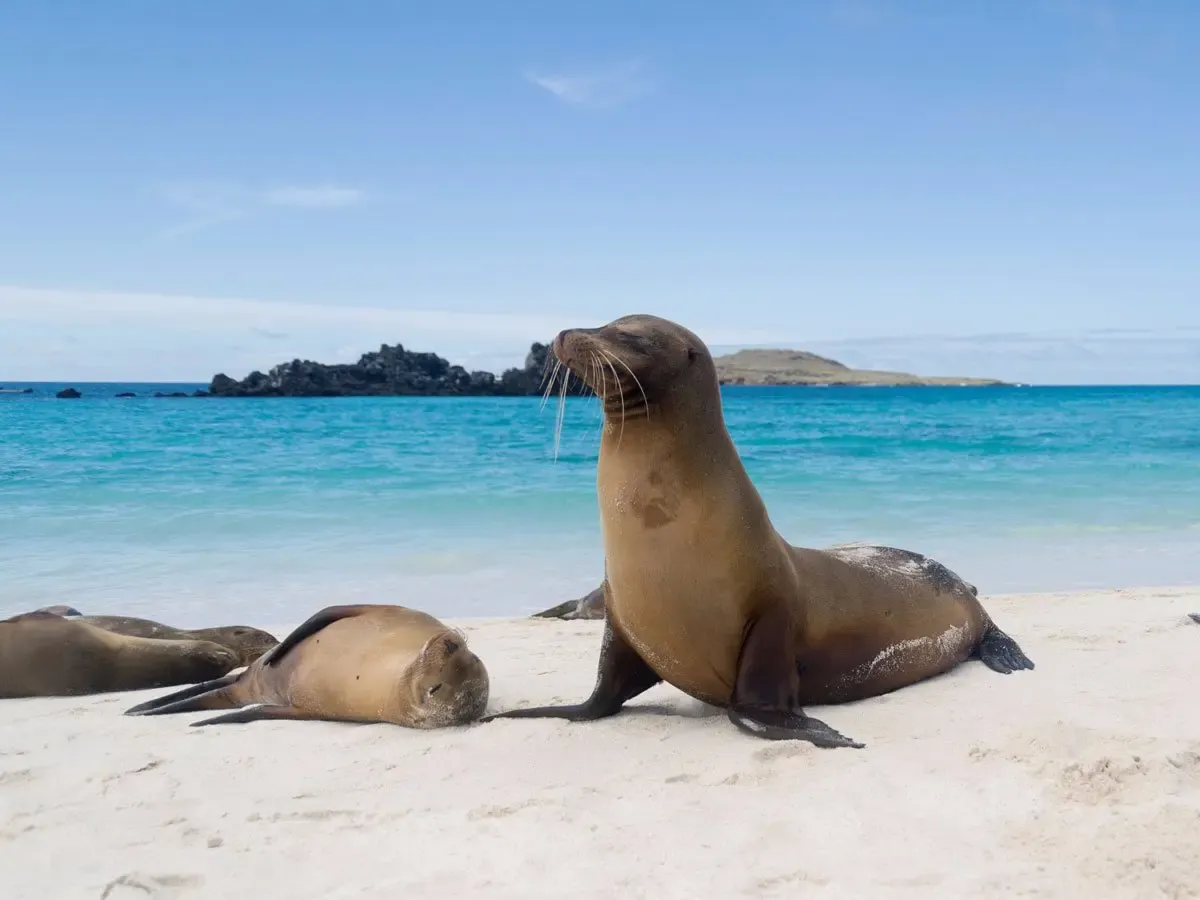 Gardner Bay Beach in Espanola Island, Gal%C3%A1pagos Islands, Ecuador