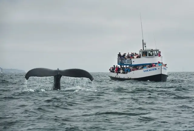 Whale Watch | Visit King Harbor | Redondo Beach, CA