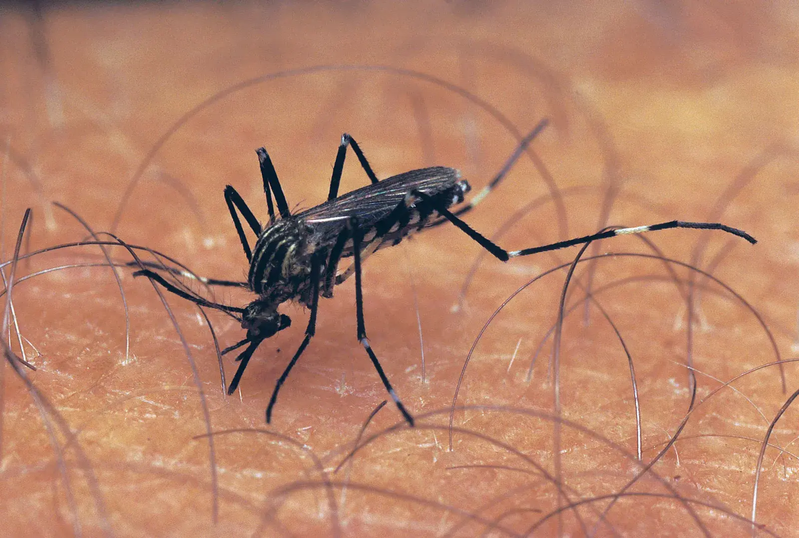 West Nile virus (WNV) carried by mosquitoes