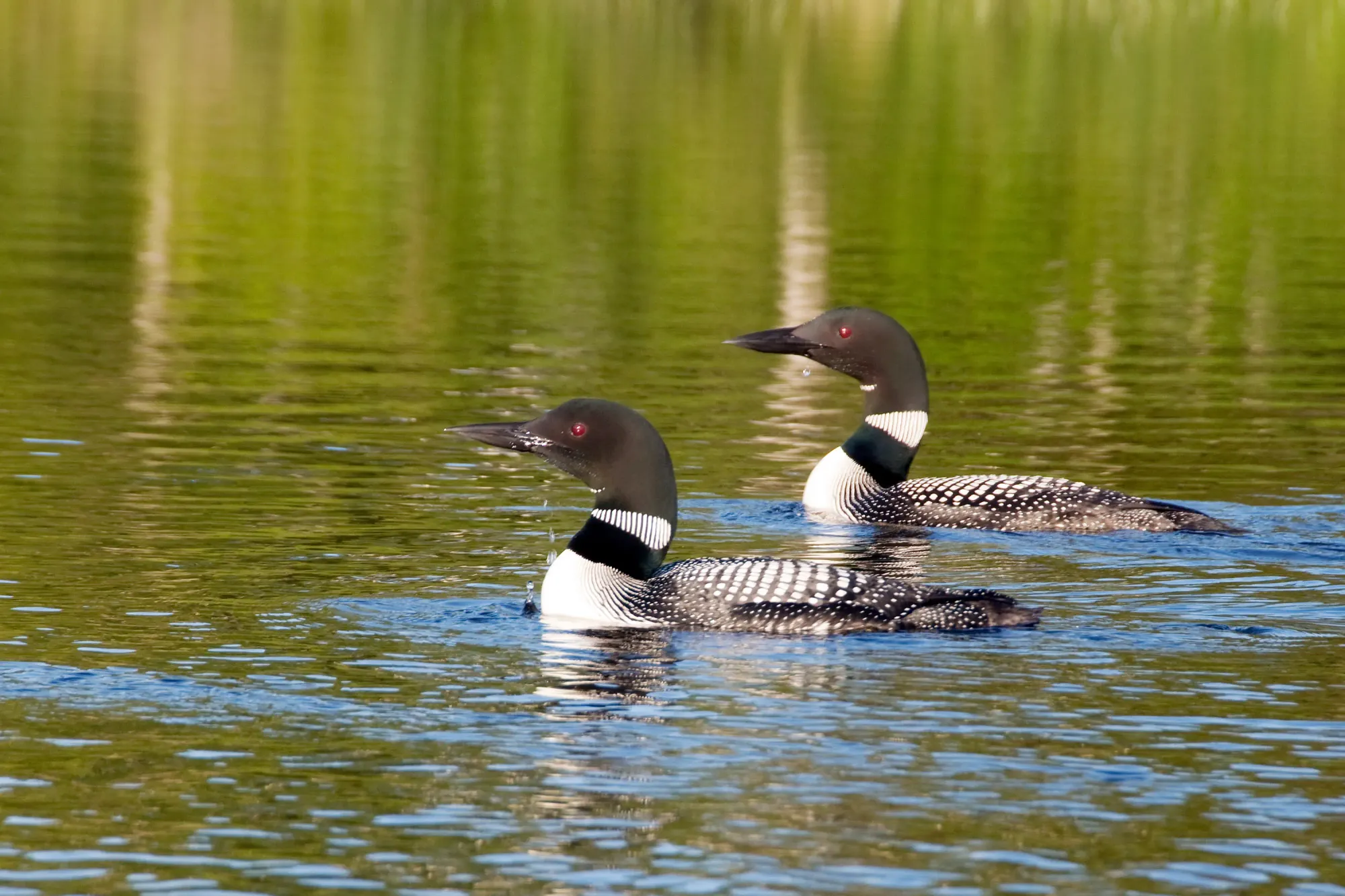 Loon Center & Markus Wildlife Sanctuary | Moultonborough, NH