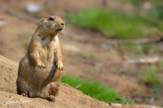 Lubbock's Protected Prairie Dogs Delight Visitors at Prairie Dog Town