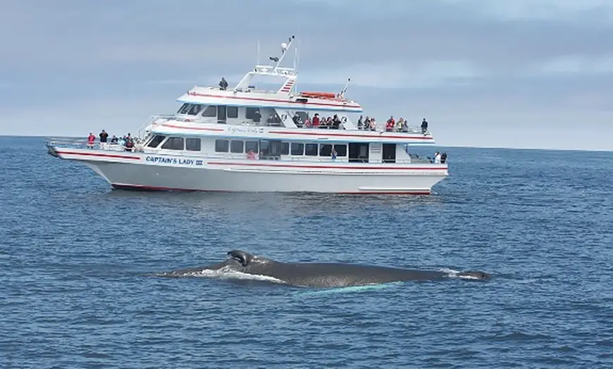 Newburyport Whale Watch - Up To 33% Off - Newburyport, MA | Groupon