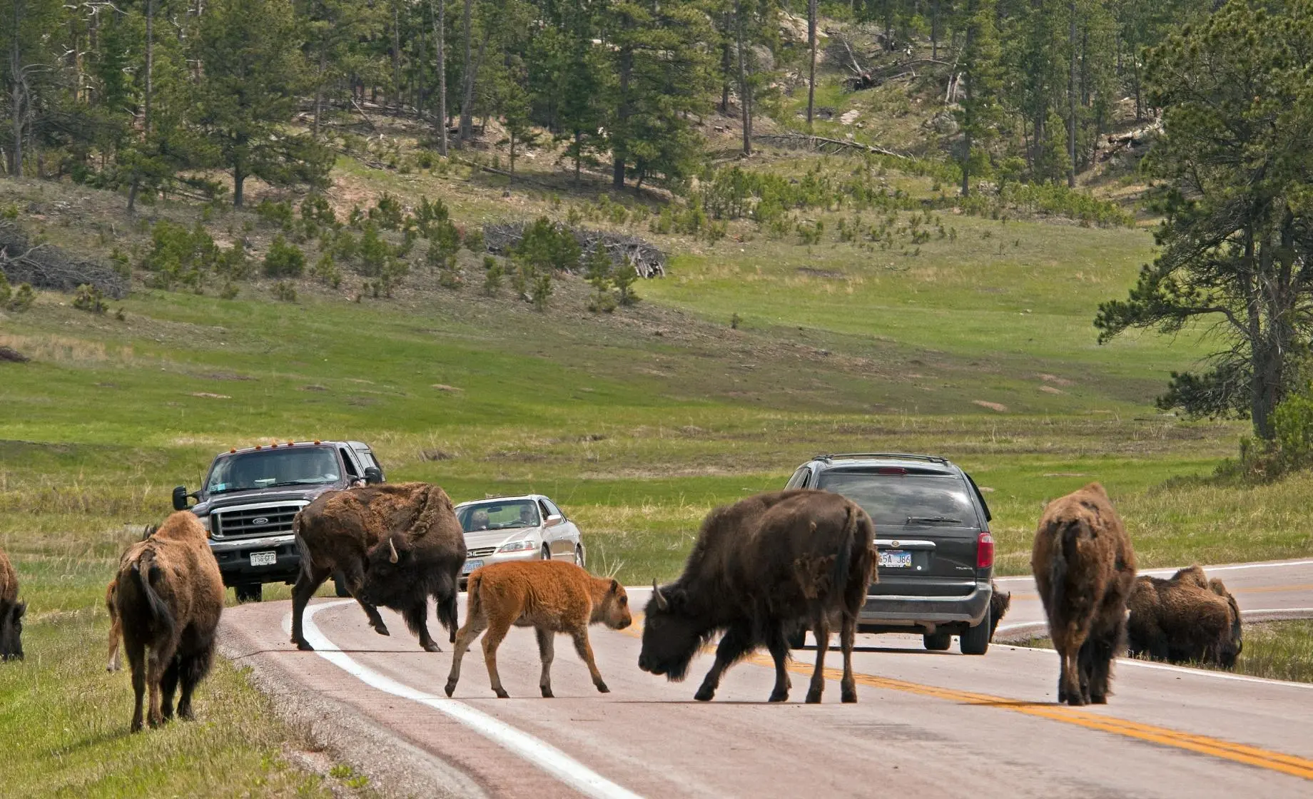 Wildlife Loop State Scenic Byway | Travel South Dakota