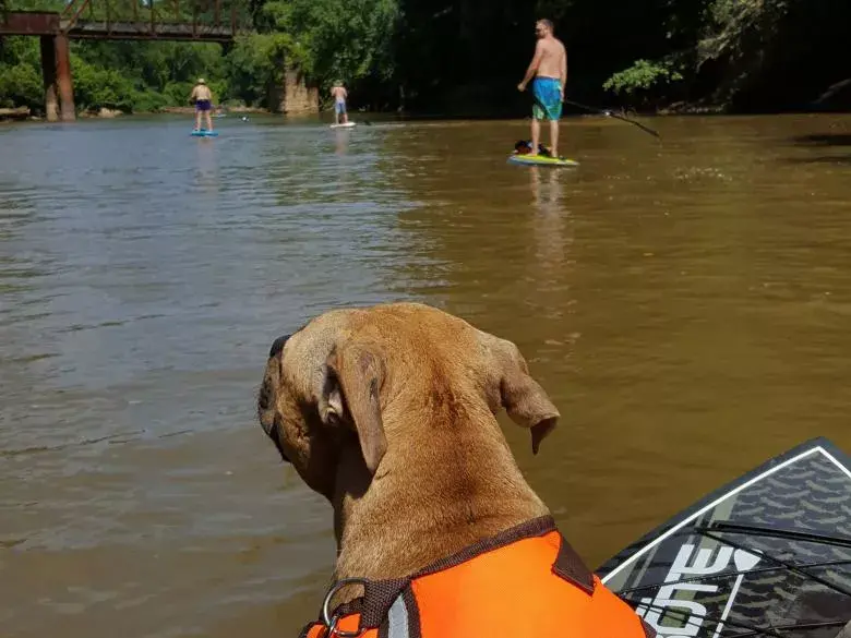 River Dog Co. | Perfect Paddles