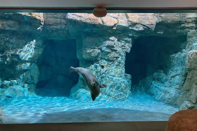 Pinniped Cove | The Maritime Aquarium