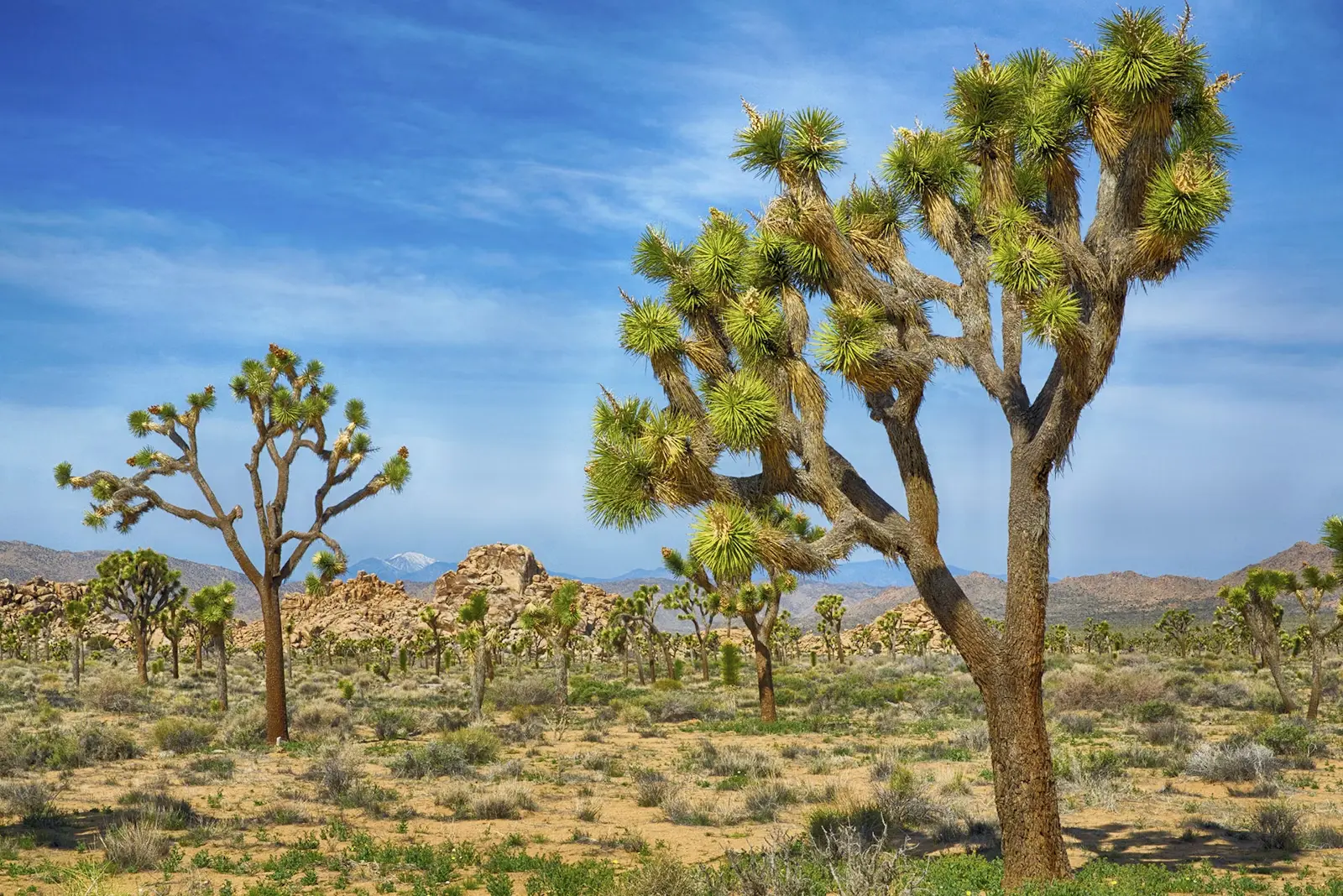 Joshua Tree National Park | National Park Foundation