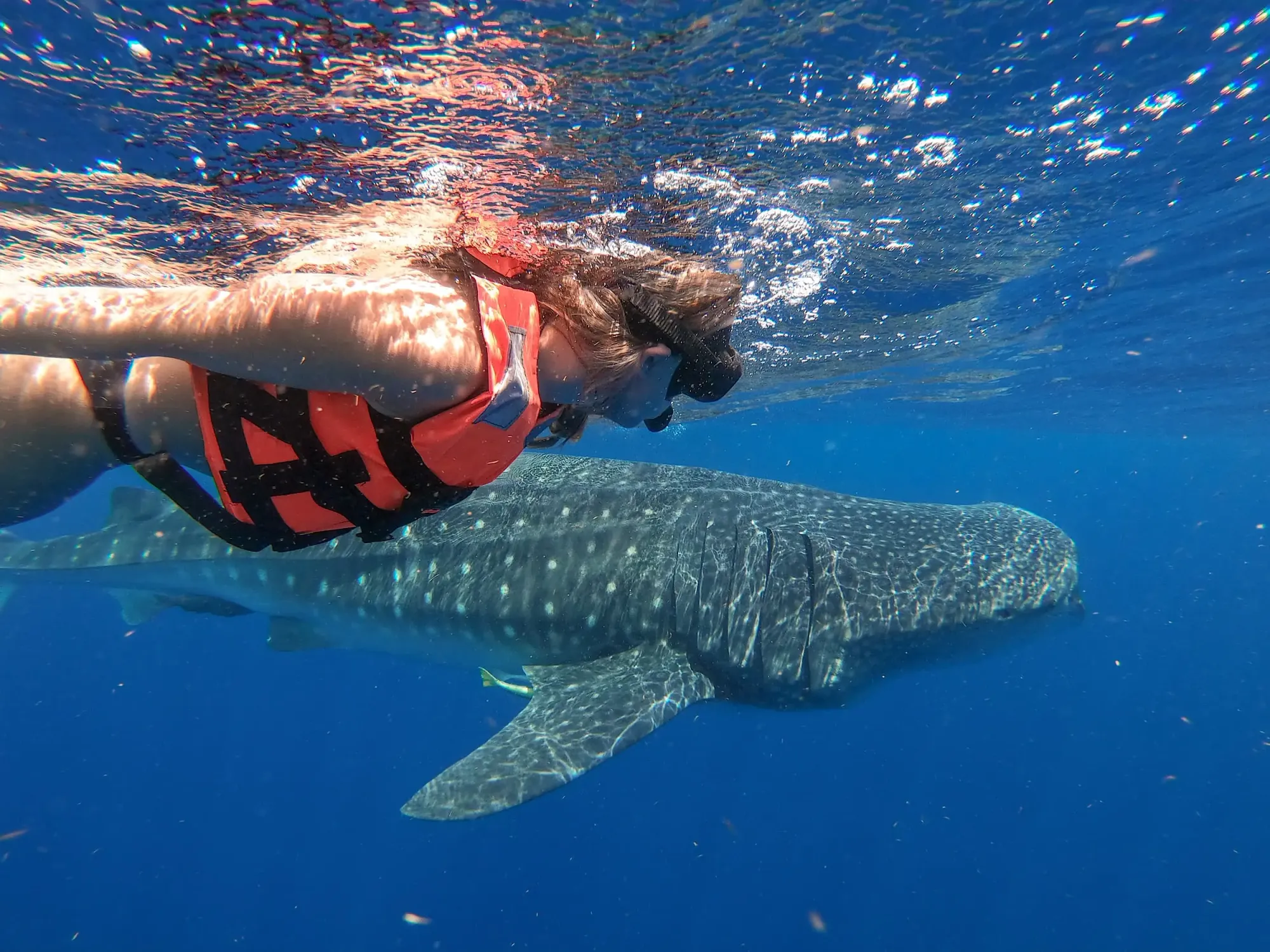 Swimming with Whale Sharks in Mexico: All You Need to Know – Sightseeing  Señorita