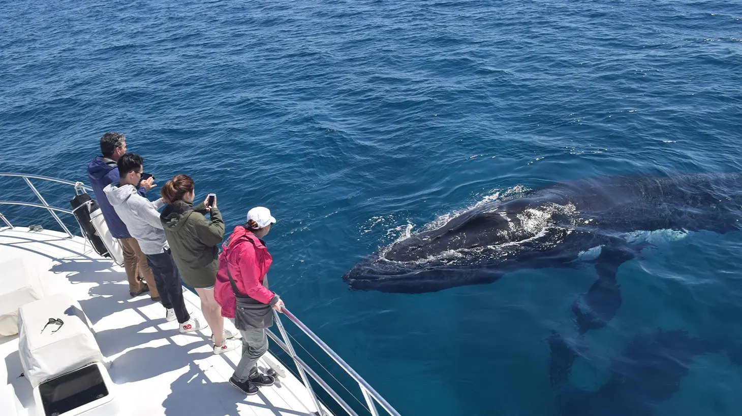 Perth: Go Whale Watching on a Two-Hour Dunsborough Sightseeing Cruise