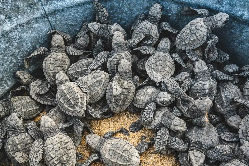 Cabo Turtle Release - Cabo Trek