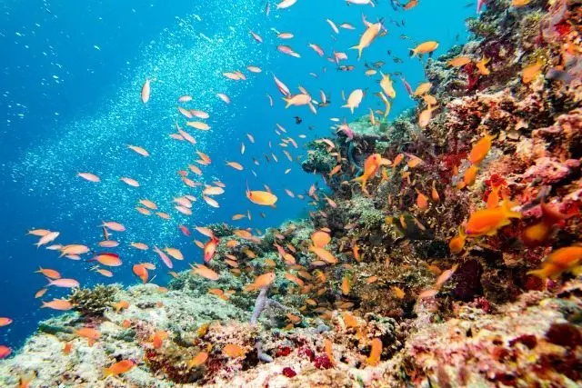 Visiting Cades Bay and snorkelling in Cades Reef, Antigua