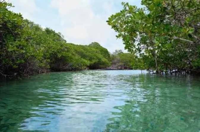 Mangrove Lagoon - What To Know BEFORE You Go | Viator