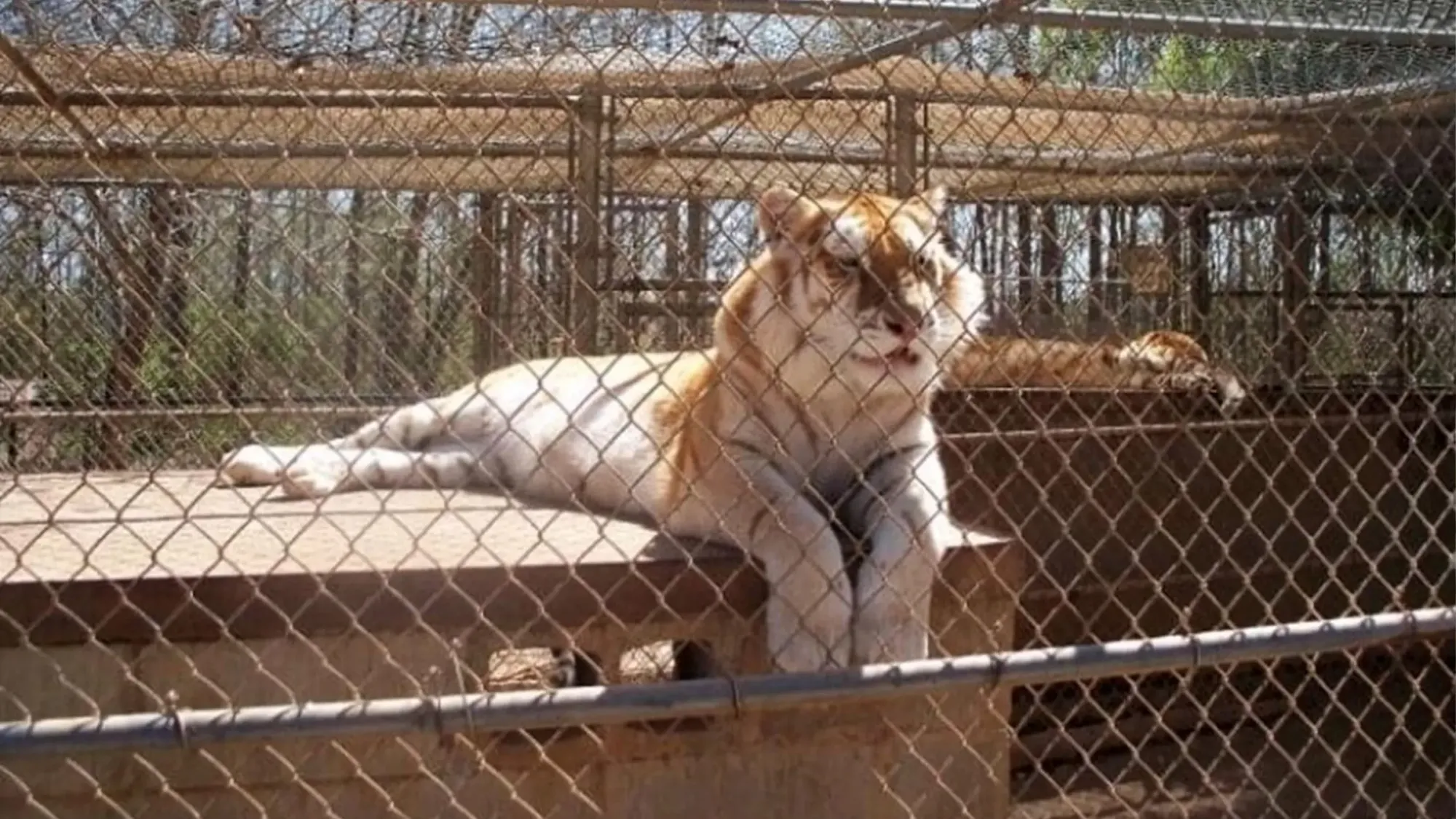 Court Allows Lawsuit Against Tiger Creek Animal Sanctuary to Proceed -  Animal Legal Defense Fund