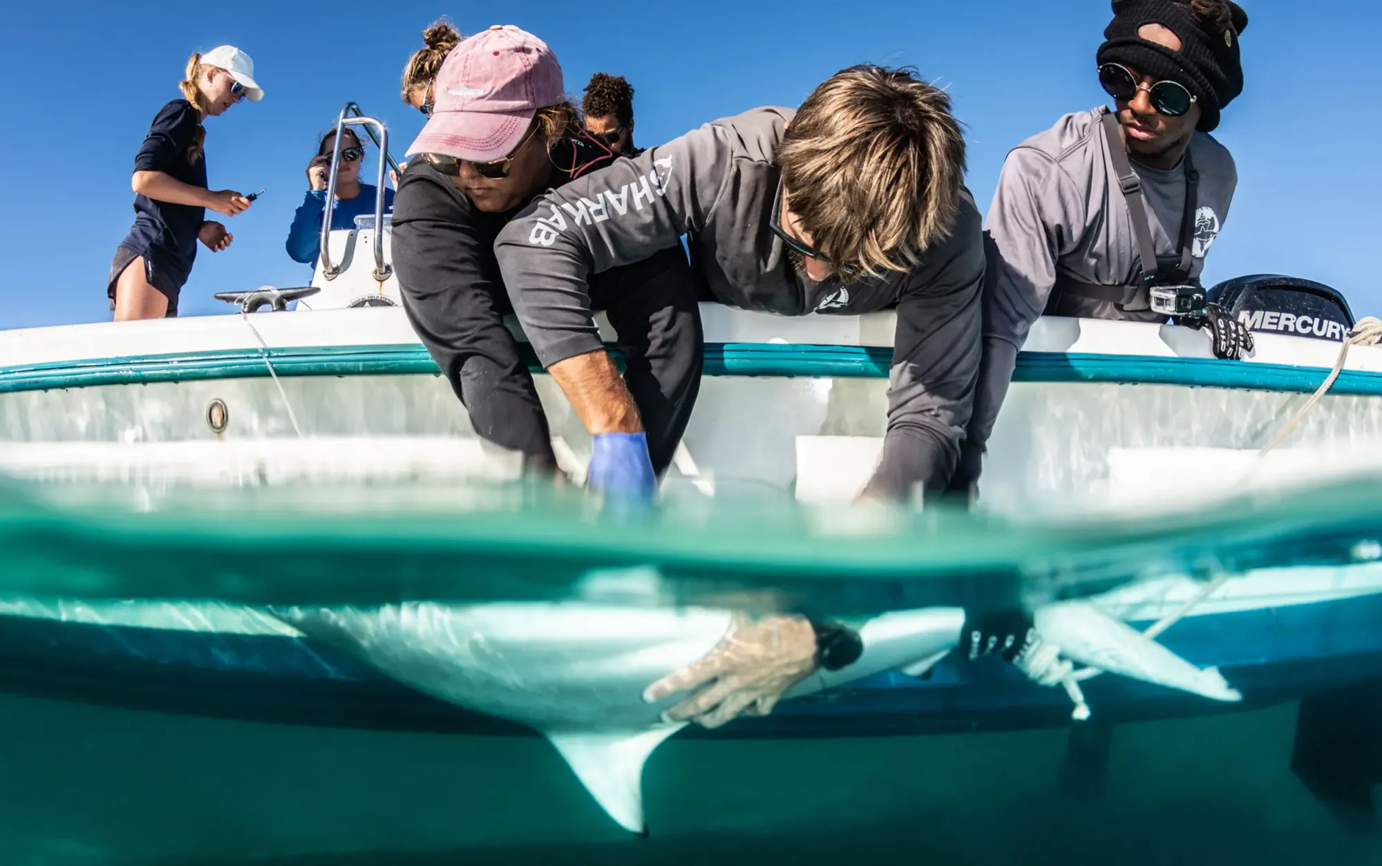 Shark Research | Bimini Biological Field Station - Shark Lab