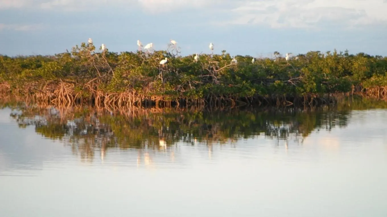 Mangroves in East Well | The Bahamas