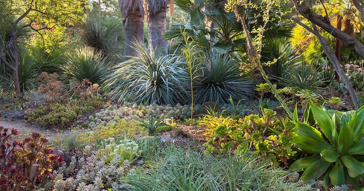 All About Air Plants - Member - The Ruth Bancroft Garden & Nursery