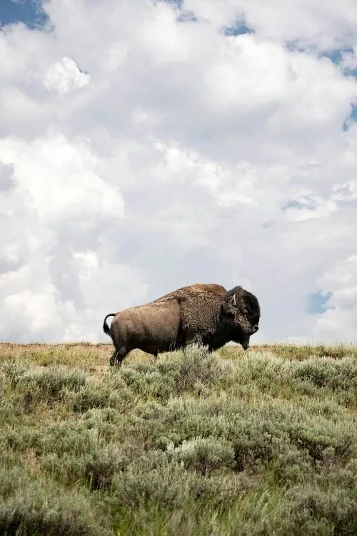 Wildlife Prairie Park