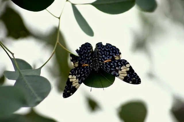 Butterfly World