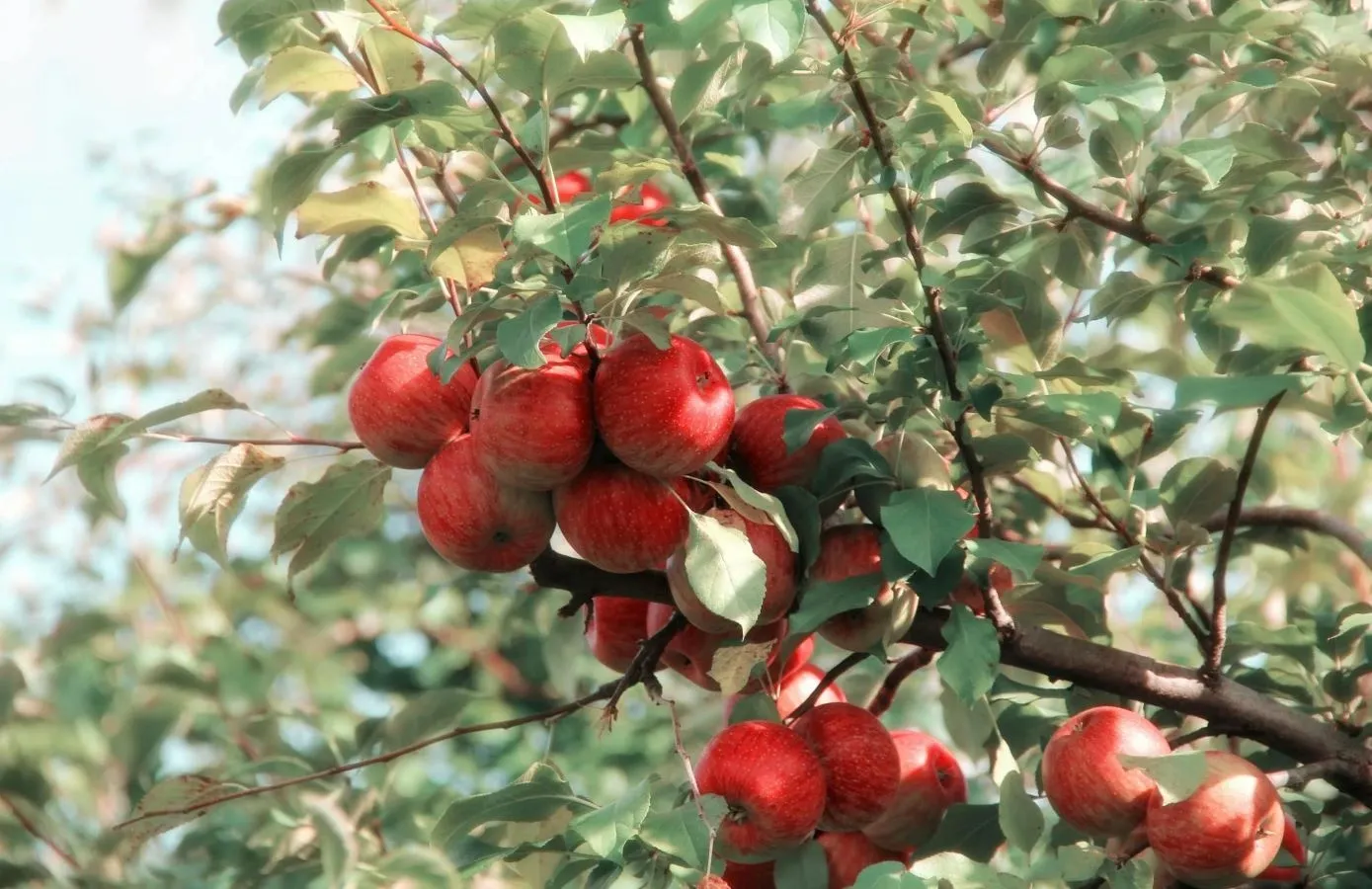 Tanners Orchard