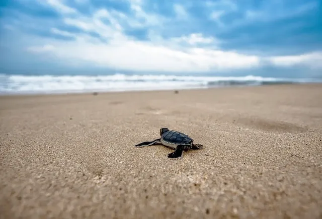 Sea Turtle Release In Riviera Nayarit - Protection Programs